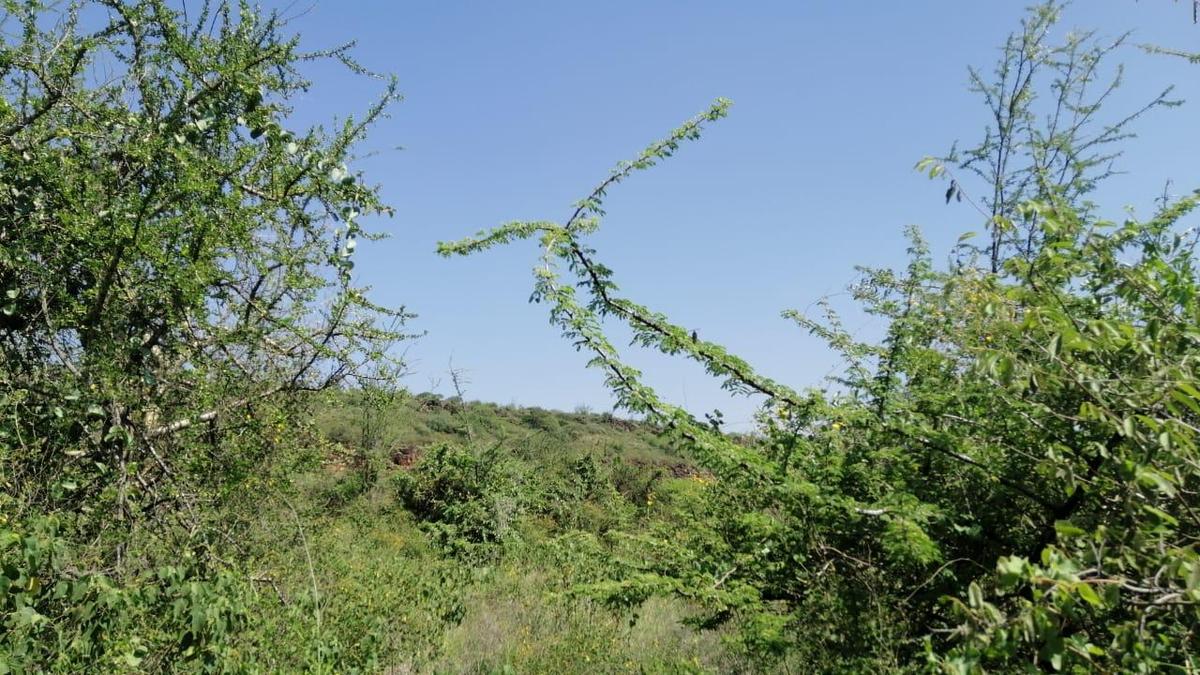 100 ac Land at Olepolos - 11