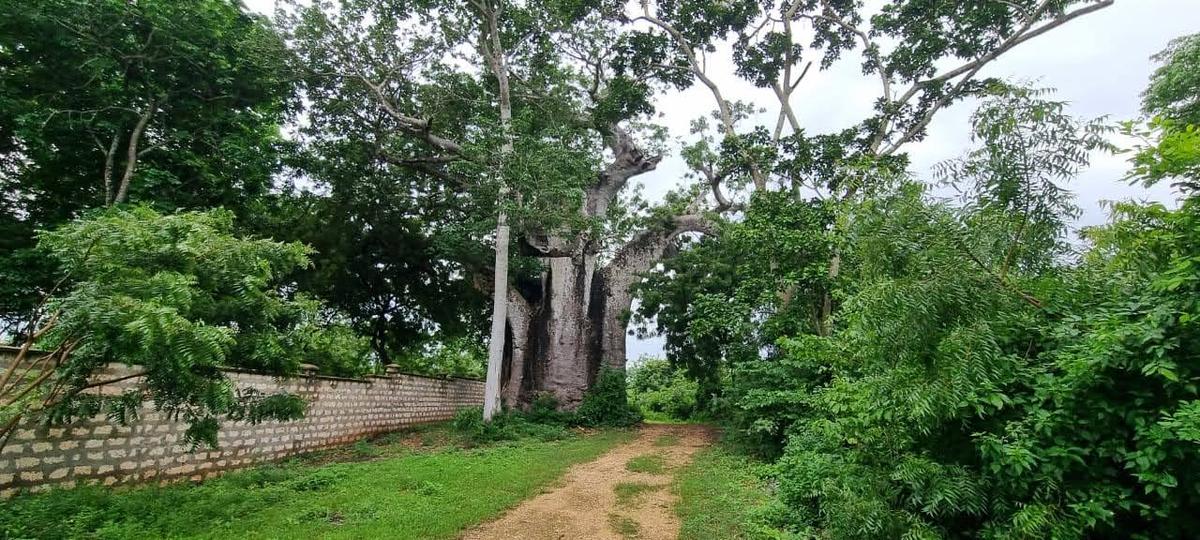 Land in Vipingo - 7