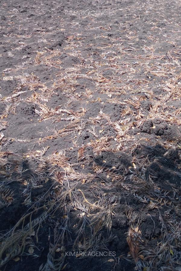 1 ac Land at Kunde Road - 3