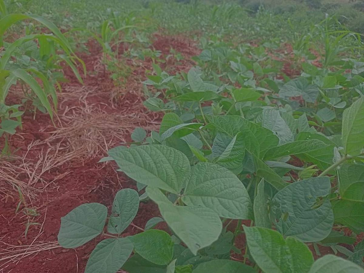 Residential Land at Mutuabare - 1