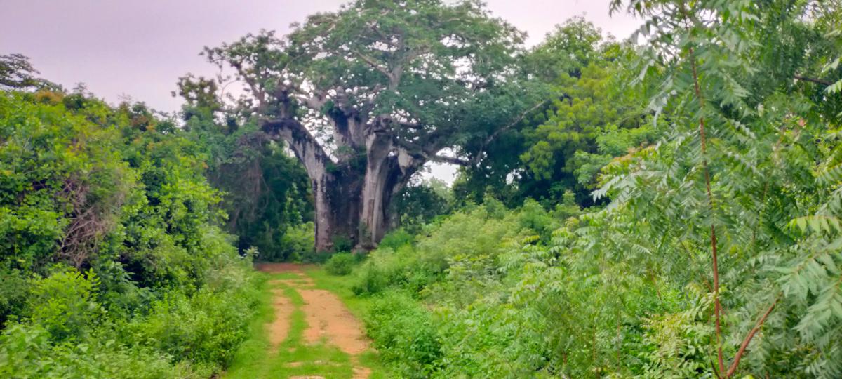Land in Vipingo - 16