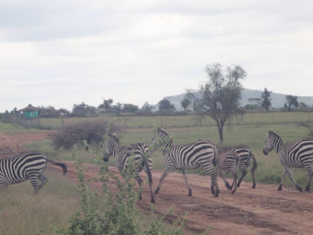 12,141 m² Commercial Land at Maanzoni Conservancy - 8