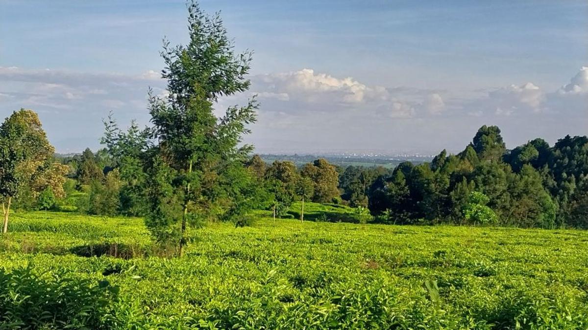 RIVERSPRINGS ESTATE TIGON in Tigoni, Kiambu County - 8