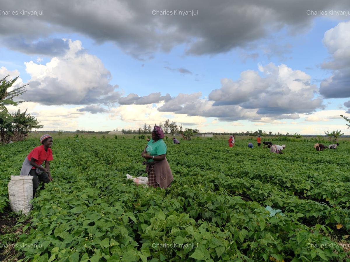 10.75 ac Land at Kisaju - 1