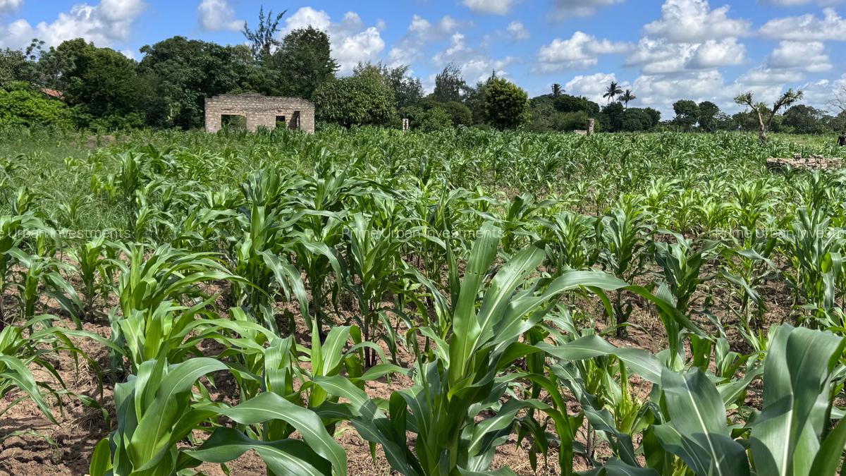 505 m² Land at Mavueni - 12