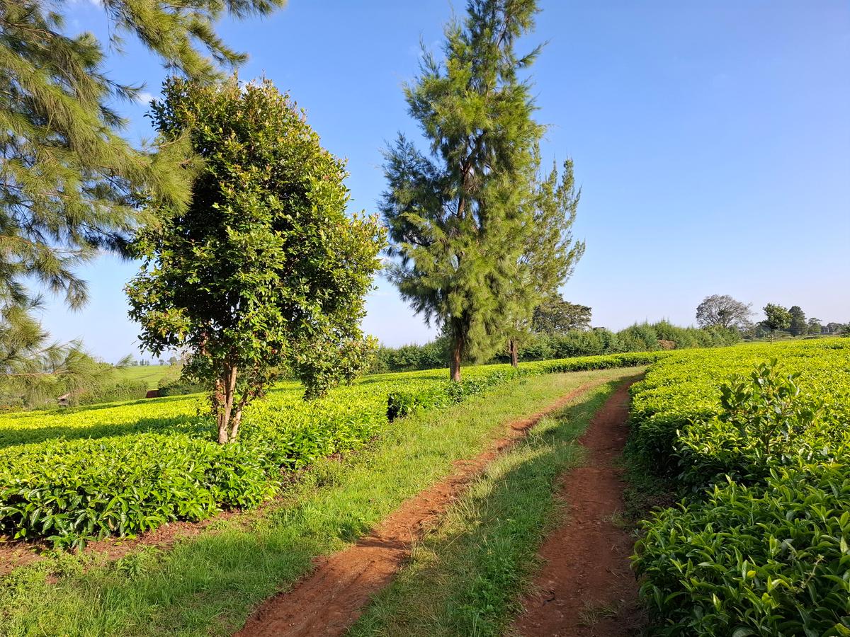 Land in Limuru - 3