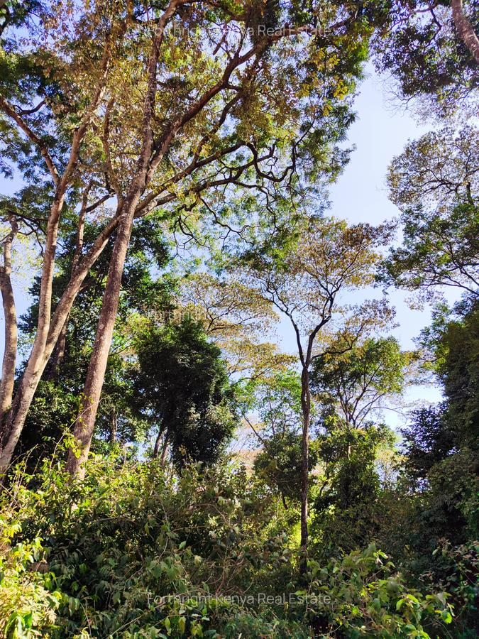 2.3 ac Land at Giraffe Centre - 20