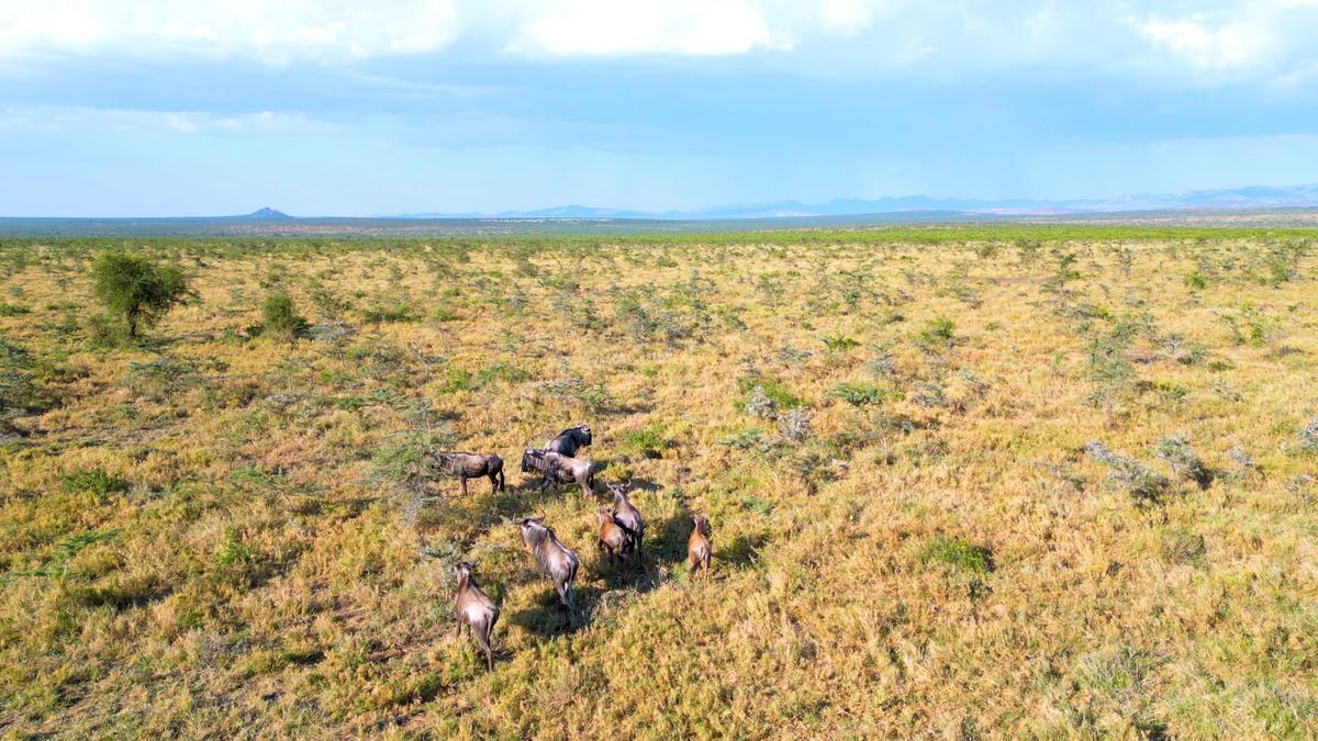 Land in Nanyuki - 4