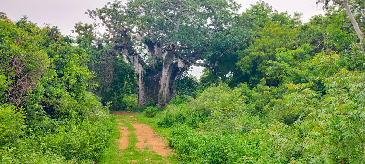 Land in Vipingo - 14