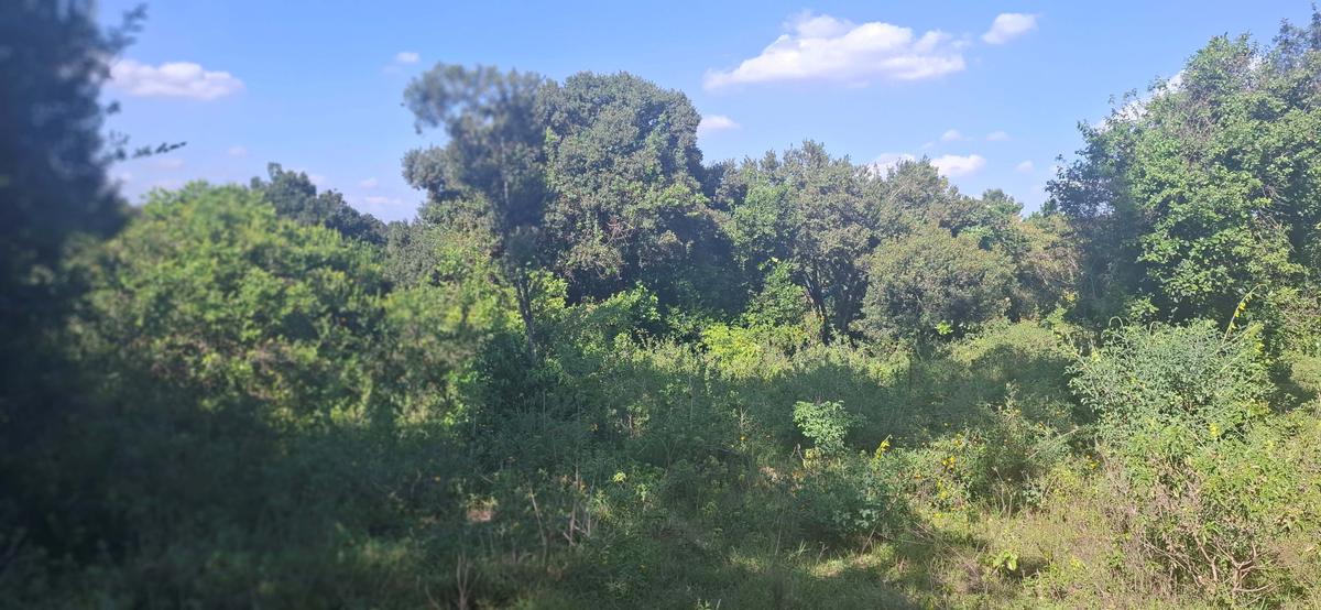 Land in Ngong - 5