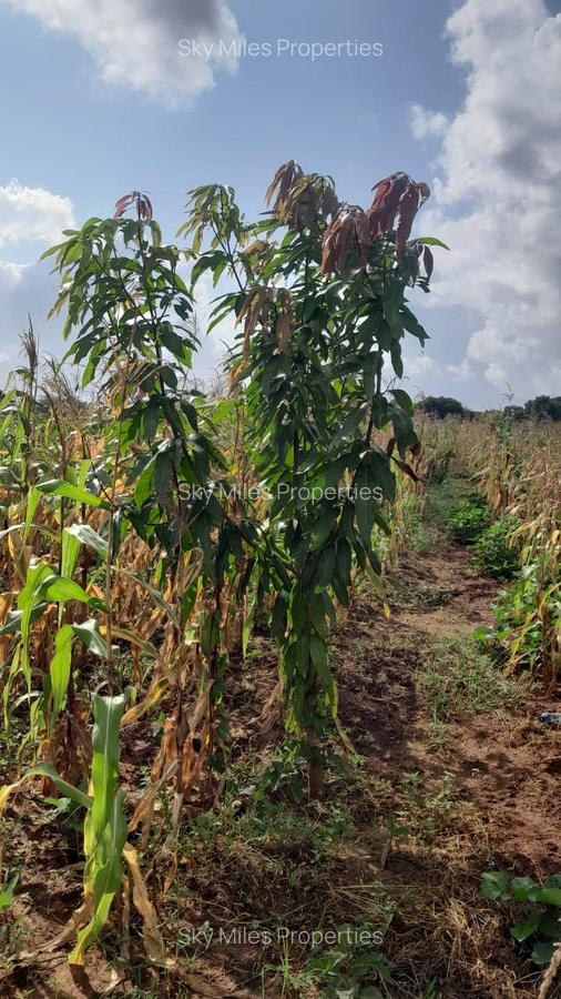 13 ac Land at Majaoni - 12