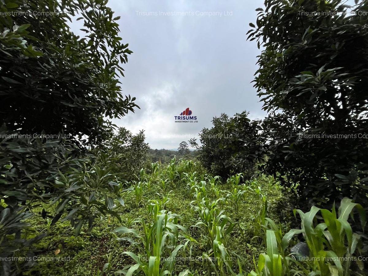 2.4 ac Land at Tigoni - 10