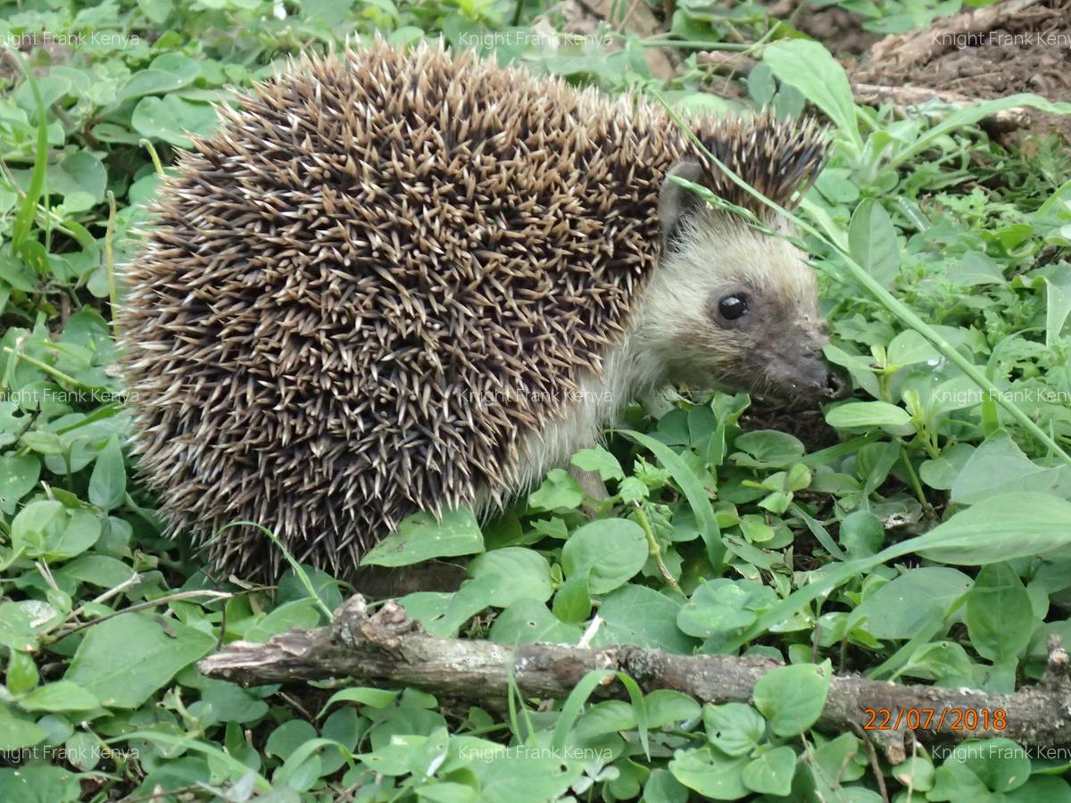 5 ac Land at Sangare Conservancy - 6