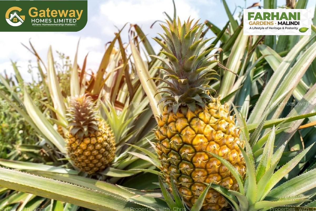 1 ac Land in Malindi - 4