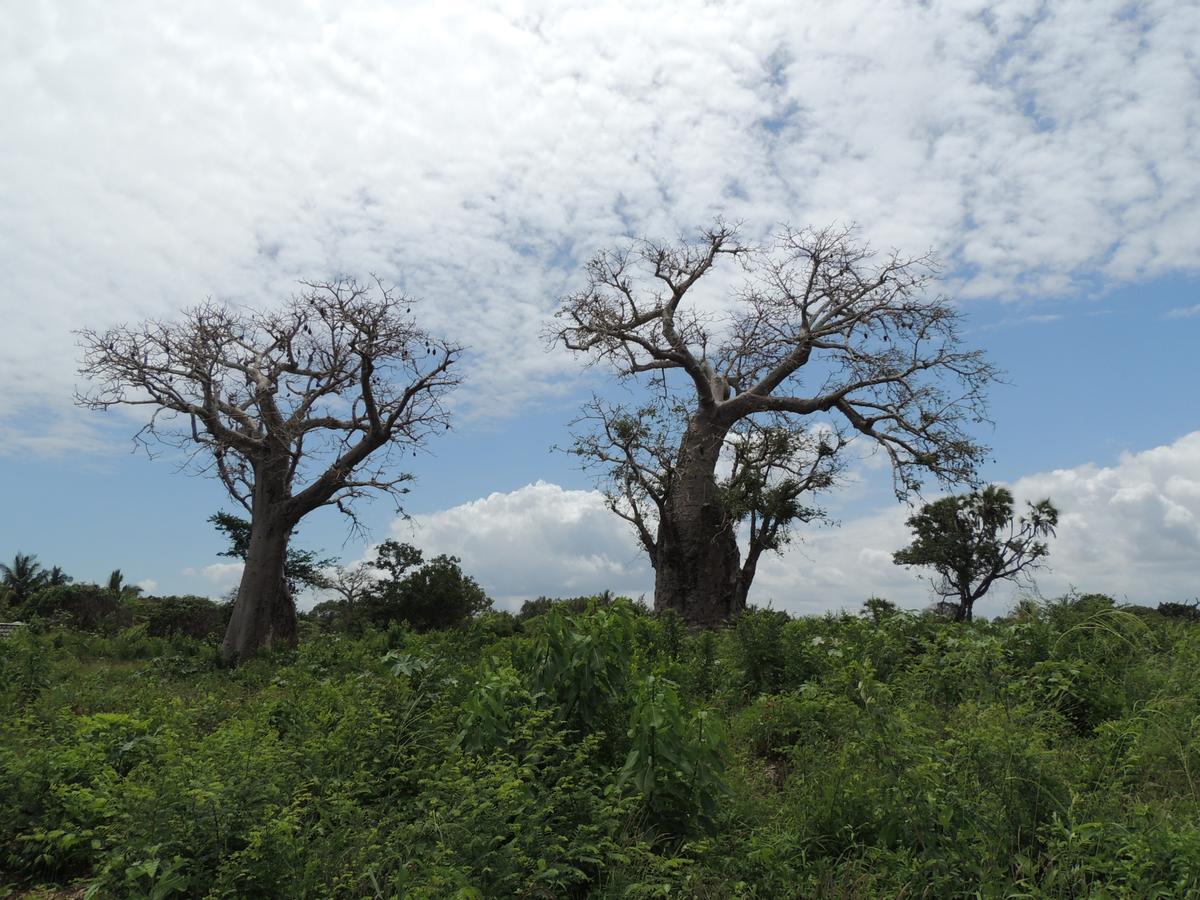 1,012 m² Residential Land at Diani Beach Road - 14