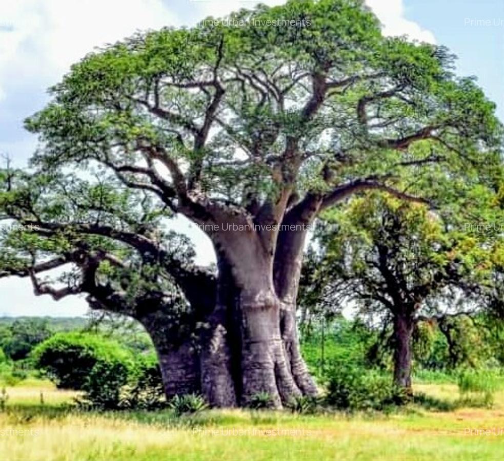 Land in Vipingo - 10