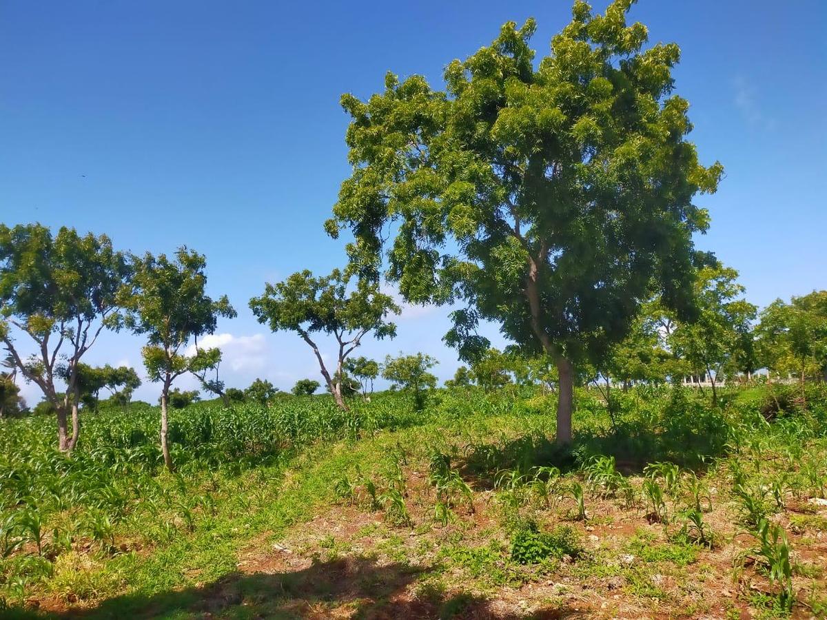 Land in Kilifi County - 4