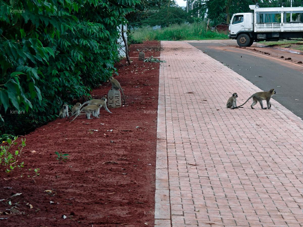 Residential Land at Kijani Ridge - 1