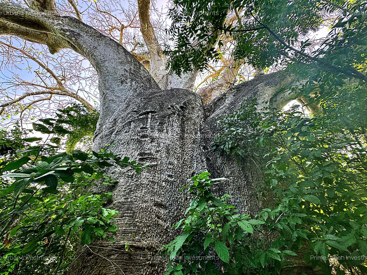 167.5 ac Land at Kuruwitu Beach - 17