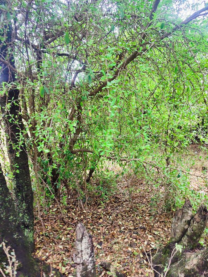 Residential Land at Hardy - 12