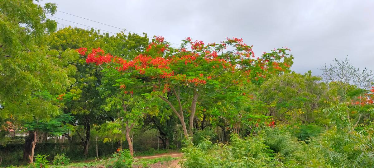 Land in Vipingo - 7