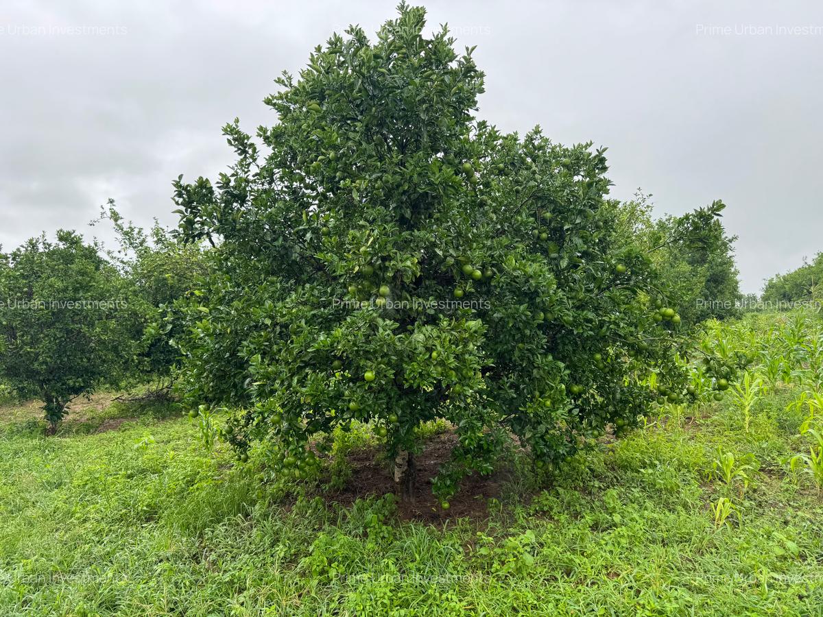 Land in Kilifi - 11