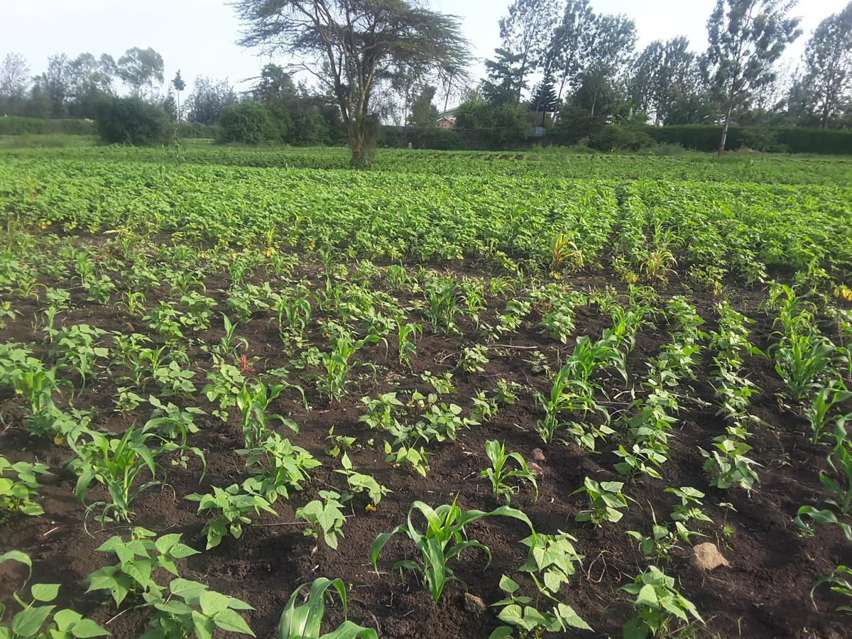 0.125 ac Residential Land in Ongata Rongai - 2