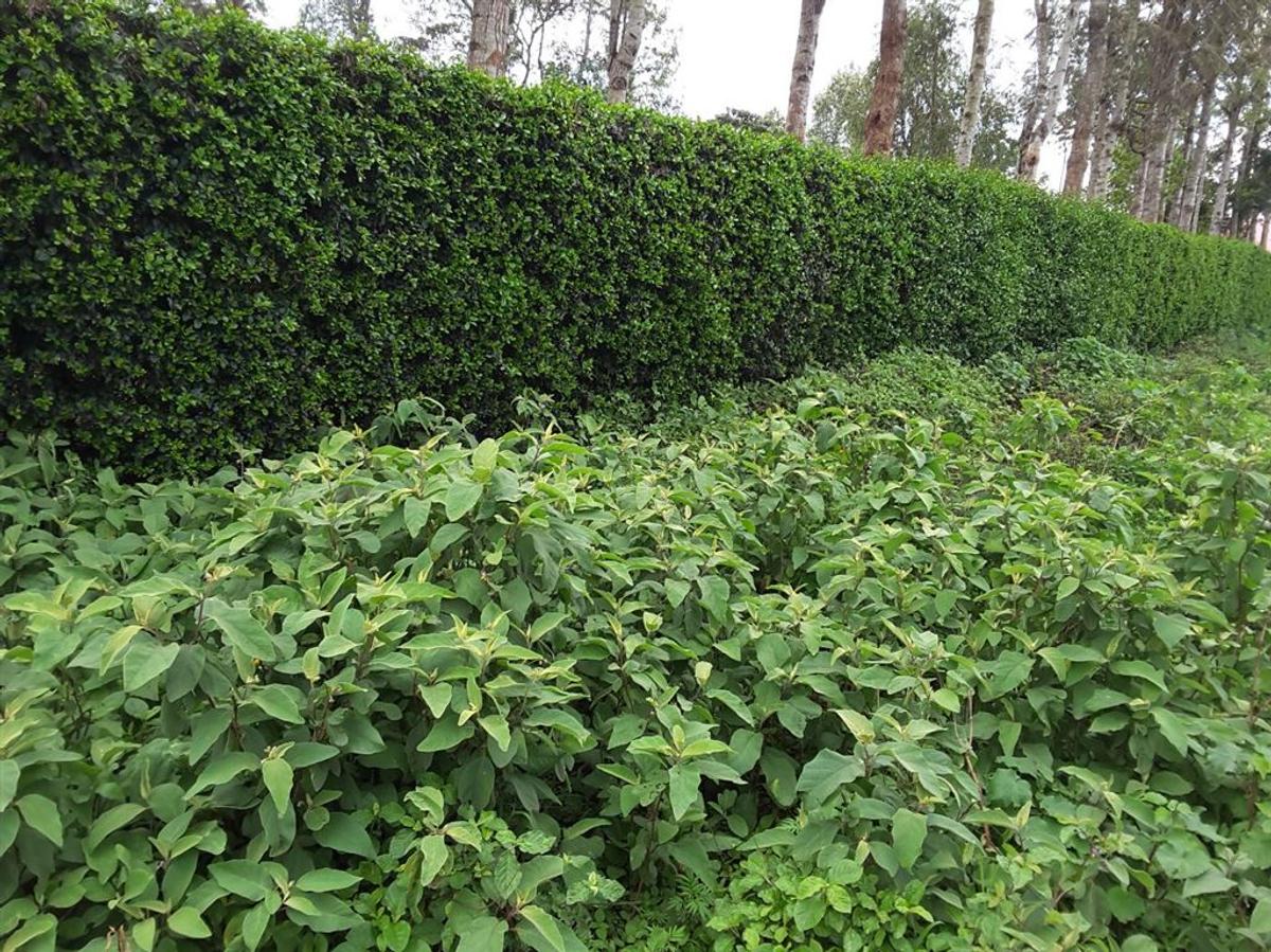 0.25 ac Residential Land in Ngong - 5