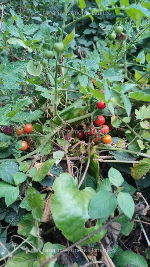 2 ac Land in Karen - 7