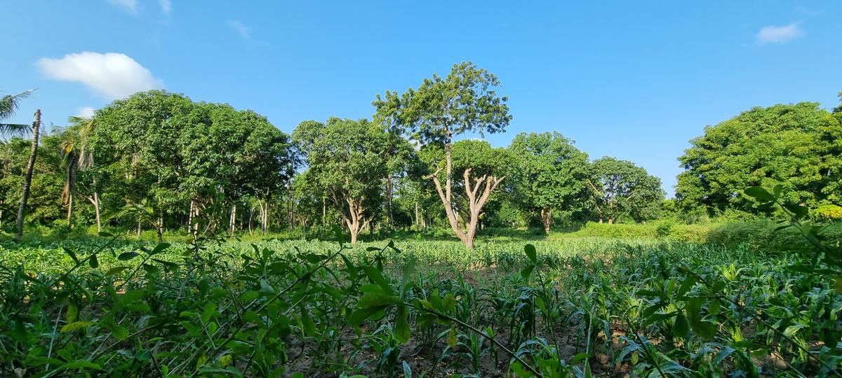 1 ac Land at Mtwapa - 10