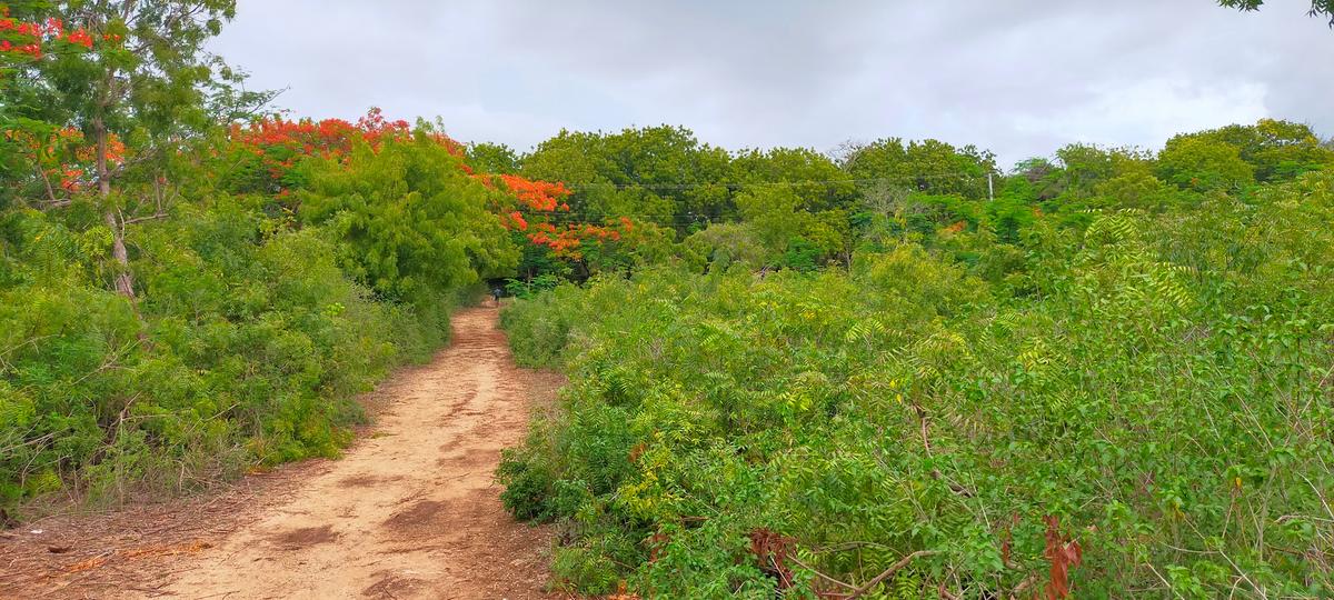 Land in Vipingo - 19