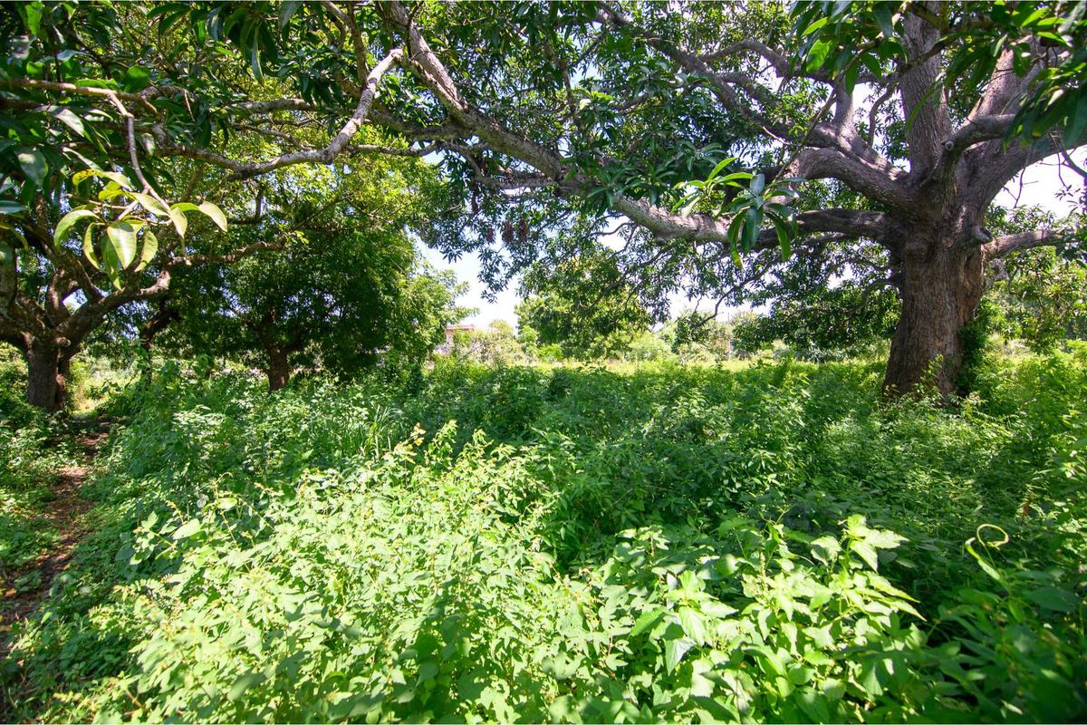 Residential Land in Vipingo - 20