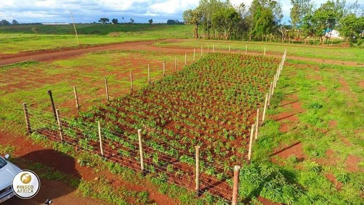 0.25 ac Residential Land at Ruiru-Mugutha (Kabogo) Road - 2