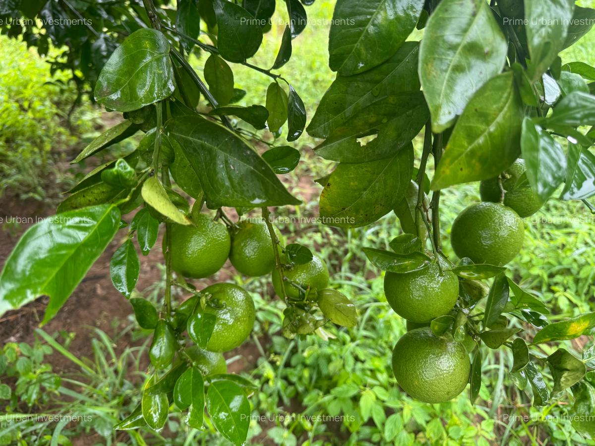 Land in Kilifi - 4