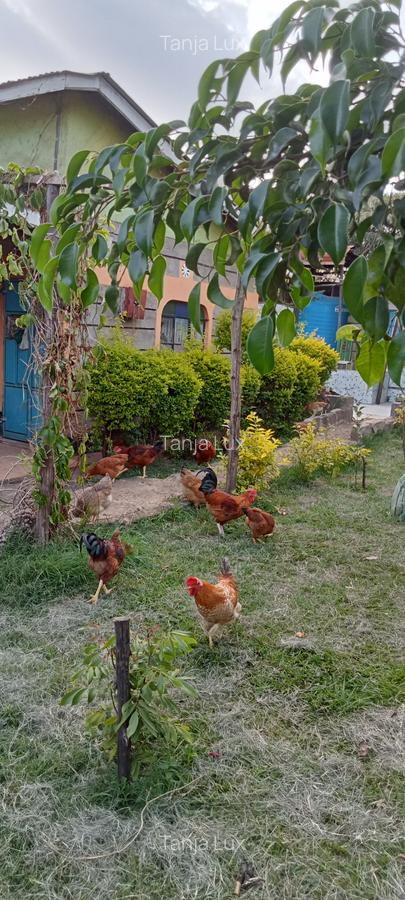 10 Bed House with Garden at Mwea - 10
