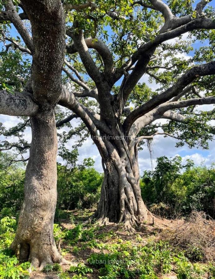 73.6 ac Land at Vipingo Kuruwitu Beach - 14