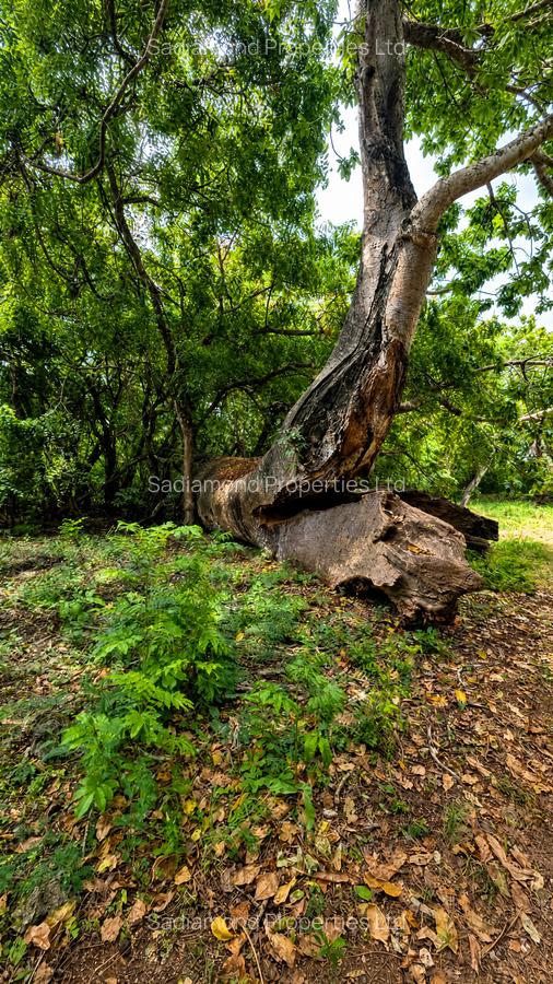 22 ac Land at Kondutsi - 5