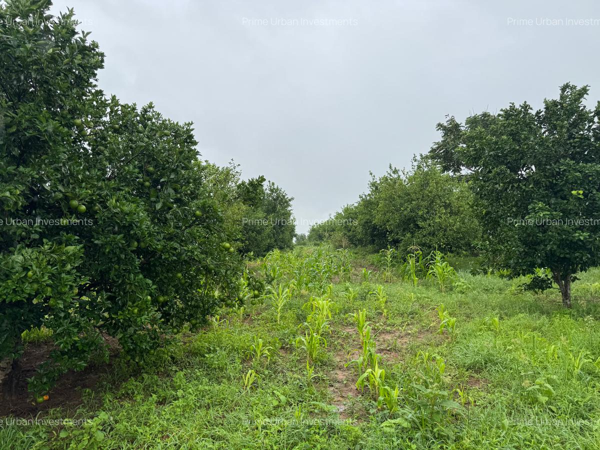 Land in Kilifi - 8