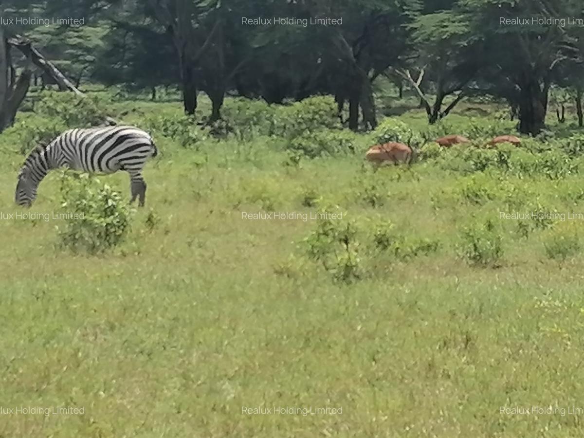Land in Naivasha - 12