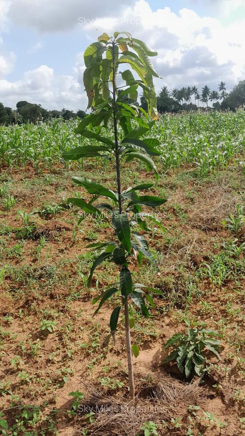 13 ac Land at Majaoni - 20