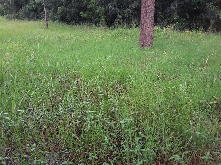 1.5 m² Land in Karen