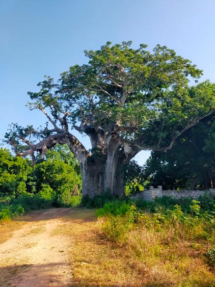 Land in Vipingo