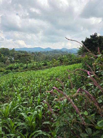 Land at Matasia - Bild 4