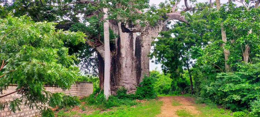 Land in Vipingo Land in Vipingo