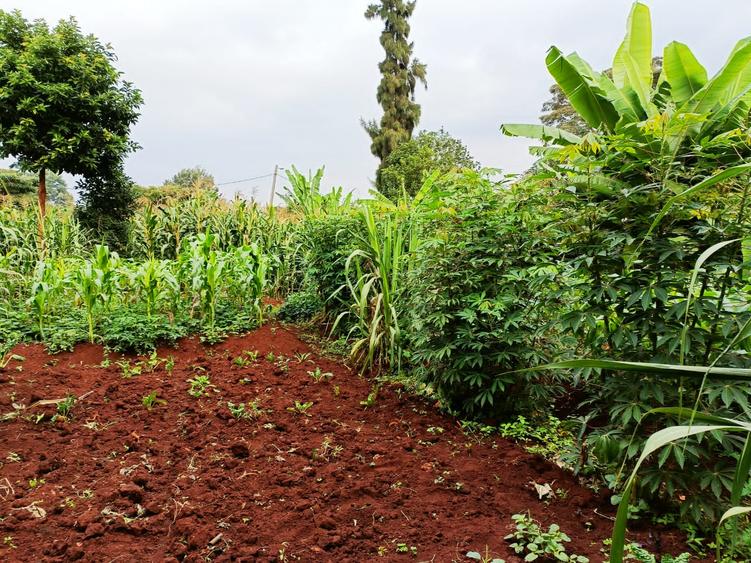 0.5 ac Residential Land in Nyari