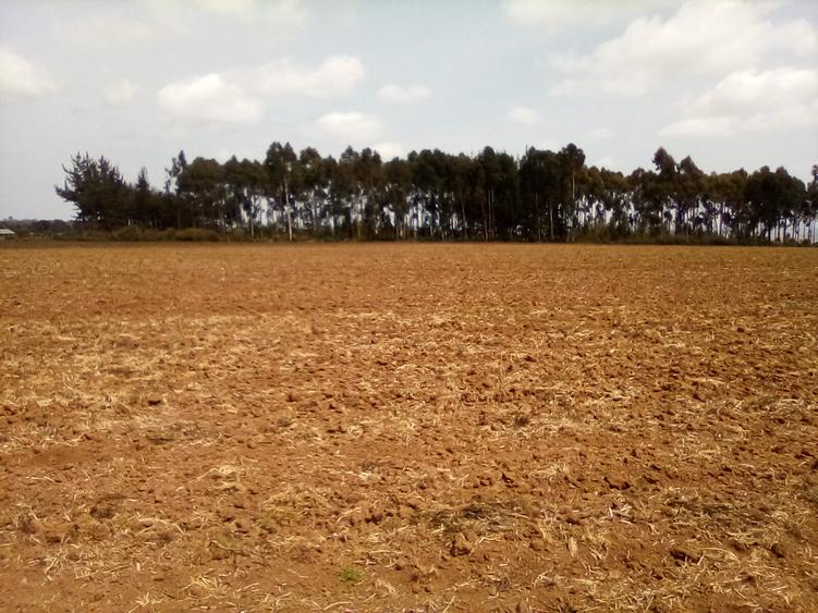 Land at Timau