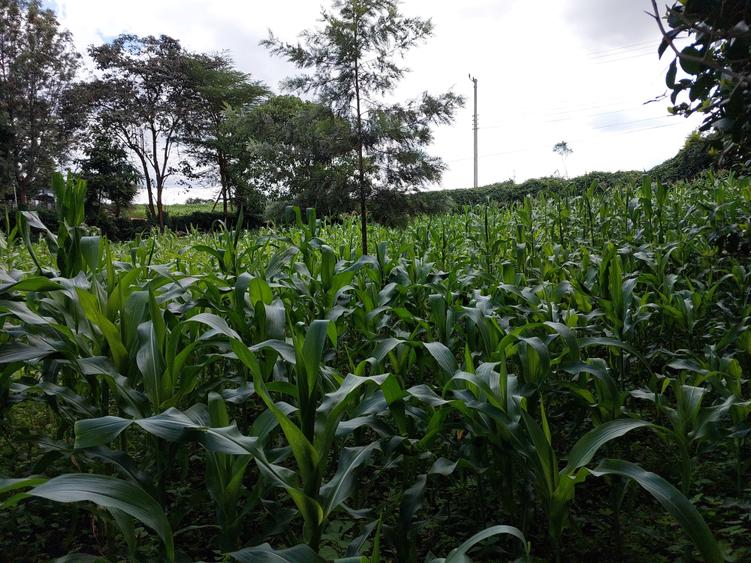 Land at Kirawa Road - Vista 2