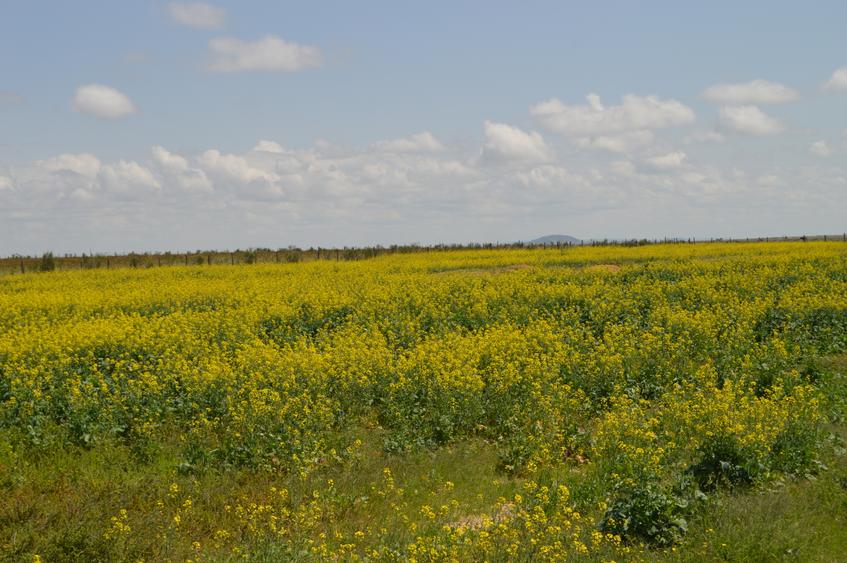 Land at Olasiti