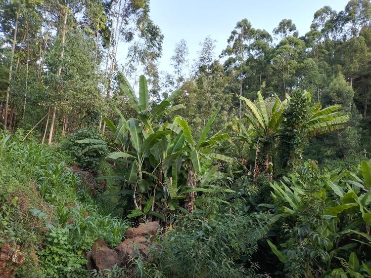 Land in Kitisuru - Widok 3