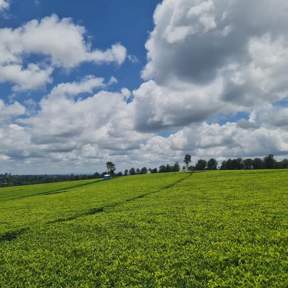 420 ac Land at Kiambu - View 4